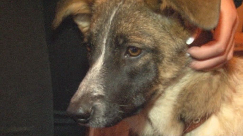 Всем по четвероногому другу: в Орле прошла выставка кошек и собак