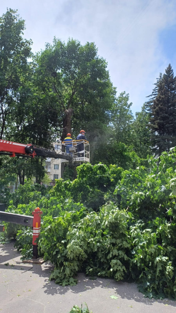 Орловчане возмущены спилом деревьев в сквере Бунина