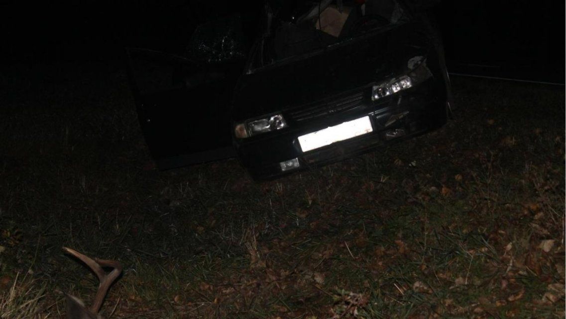 Водитель легковушки насмерть сбил лося на Орловщине