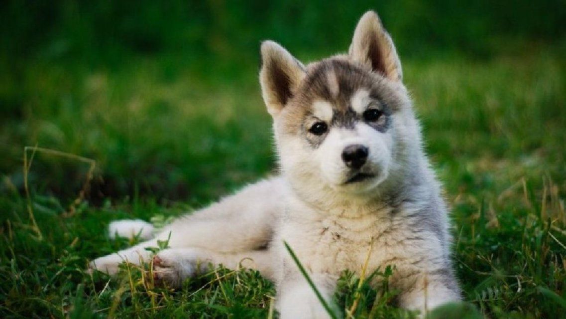 «Разводчик в запое»: мошенники бесплатно предлагают орловчанам щенков хаски