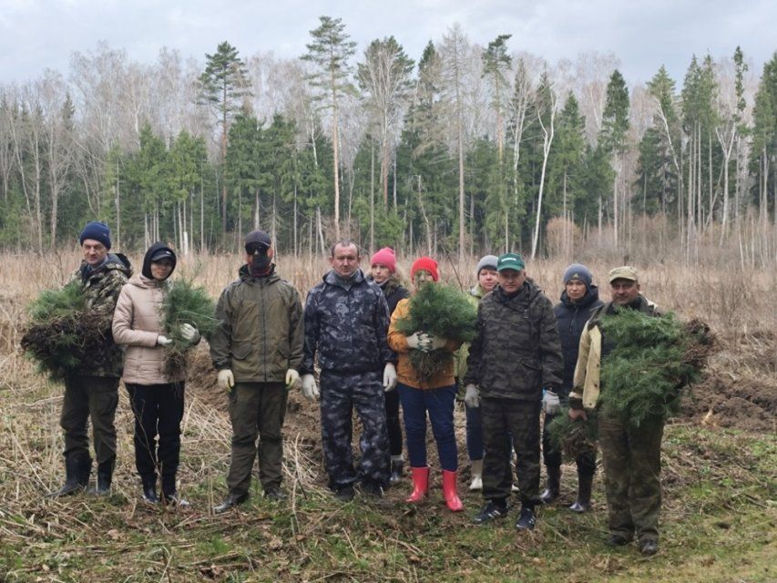 На территории Мценского лесничества высадили 8 тысяч саженцев сосны