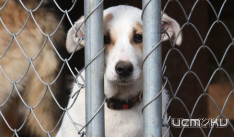 На новой неделе пройдут торги по выбору подрядчика, который построит в Орле приют для бездомных животных На новой неделе пройдут торги по выбору подрядчика, который построит в Орле приют для бездомных животных