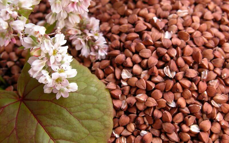 На Орловщине дефицита гречки не будет - власть