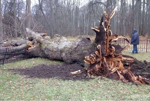 «Хаоса с преемниками не возникнет». Алексей Пивоваров прокомментировал гибель Тургеневского дуба