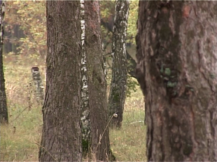 Вышли на охоту: в Орловской области клещей становится все больше 