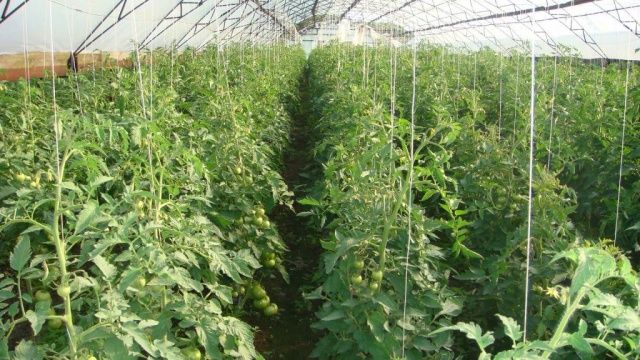 В Орловской области появится еще один тепличный комплекс по выращиванию овощей?