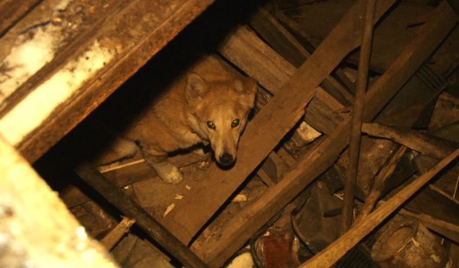 В подвале орловчанки застряла соседская собака. Без помощи спасателей не обошлось