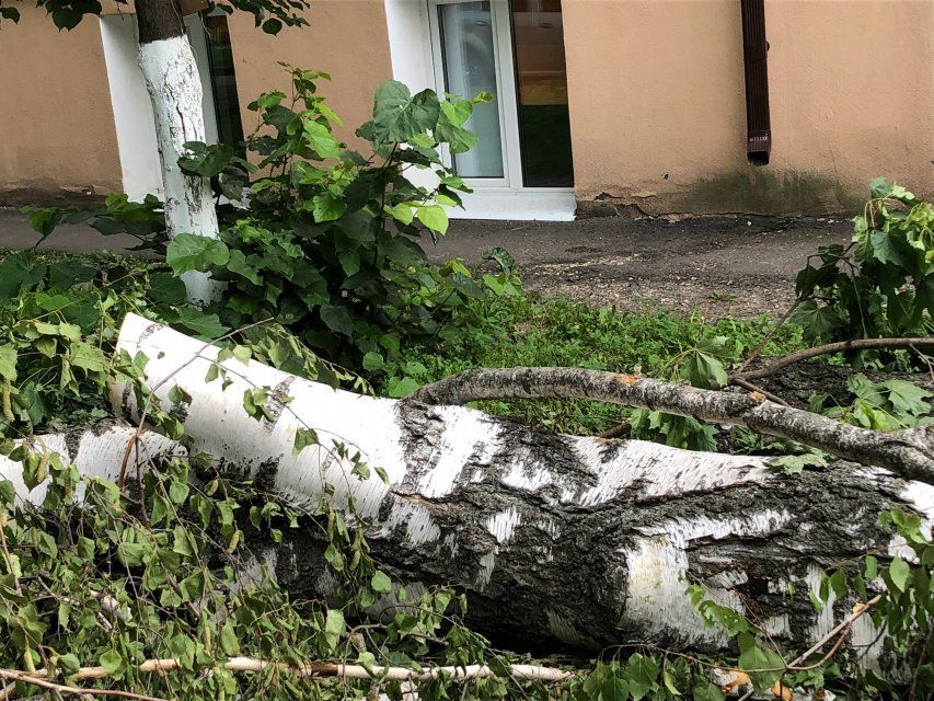 «Березки порубили»: в Орле под снос пошла очередная партия деревьев 