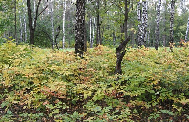 Масштабные преобразованиях ждут парк Победы
