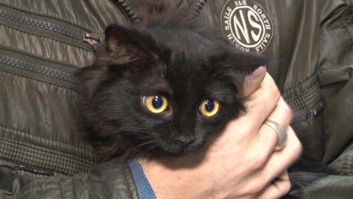 «Счастье рядом»: в Орле сотни кошек и собак искали любящую семью