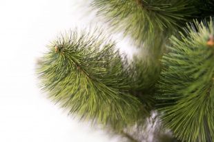 Орловские сосны украсят дома жителей соседних регионов