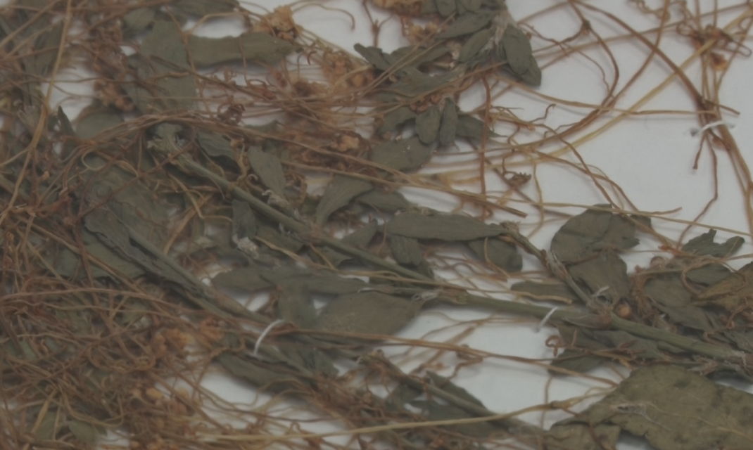 Сорняки, вредители и болезни растений в орловском крае