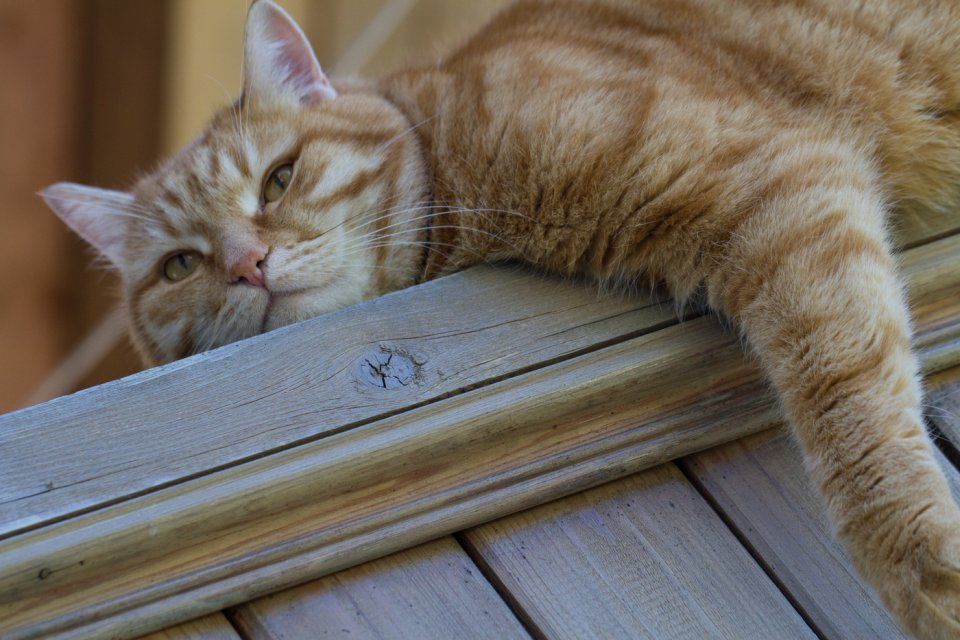 Сегодня орловчан ждет последний самый жаркий день этого лета