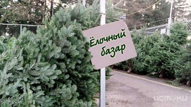 Елочные базары в Орле начнут работать с 20 декабря