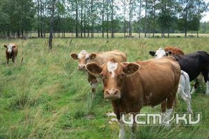 Житель Орловской области приобрел скот без документов, что привело к падежу и угрозе распространения опасных заболеваний