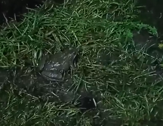 В Орловской области из-за теплой зимы проснулись лягушки