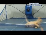 Кто сказал Мяу 23