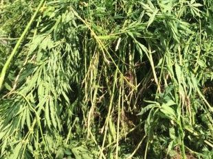 Полицейские нашли у жителя Ливенского района более 400 граммов марихуаны 