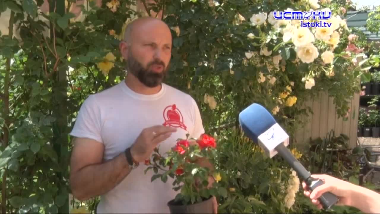 Какие растения сейчас в моде? А вот розы в моде всегда. В садовом центре на Грибоедова, 1 развернут большой розарий. В этом году там освоили уникальну...