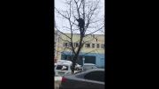 Орловчане засняли на видео спасение кота с верхушки дерева