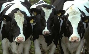 На Орловщине пройдет выставка племенных животных