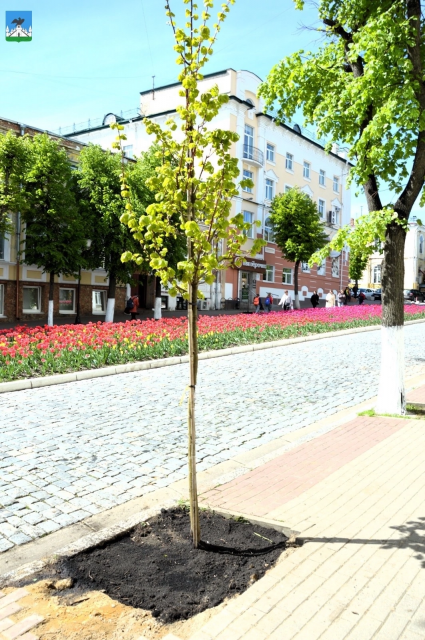 Молодые липы высадили на улице Ленина