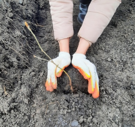 Леса Орловщины восстановят на территории в 60 Га 