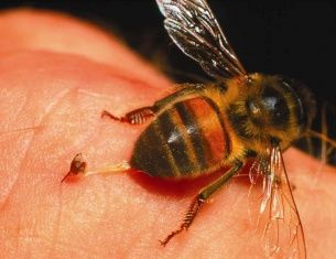 В Кромском районе девочку-подростка покусала соседская пчела 