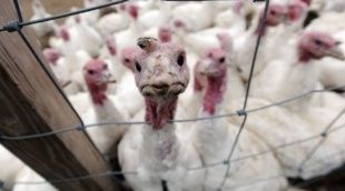 Инвестпроект по производству индейки и овощей на Орловщине «споткнулся» о земельные проблемы