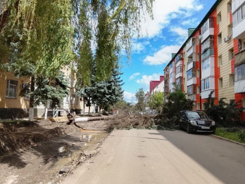 В Орле дерево упало на автомобиль — оборваны электропровода