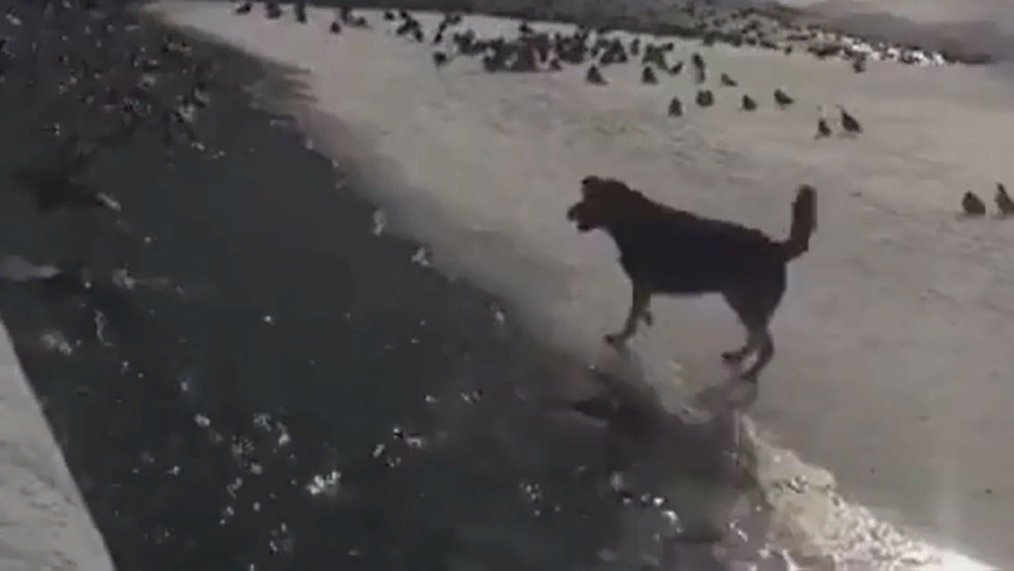ВИДЕО: в Орле собака охотилась за птицей и чуть не утонула, на помощь пришел местный житель