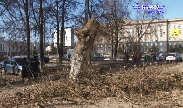В Орле Пролетарская гора превратится в «пустыню". 60-летний клен уже покинул окрестности, на очереди липовая аллея. Почему это происходит?