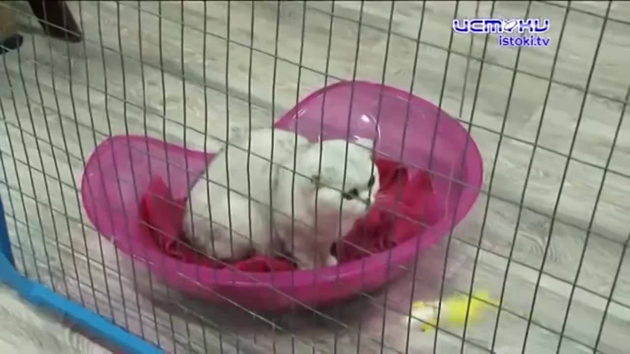 Закрытие выставки кошек, непроходимый тротуар, новое уголовное дело орловского депздрава - это и не только в следующей рубрике