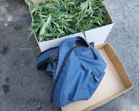 У амчанина нашли более полукилограмма конопли