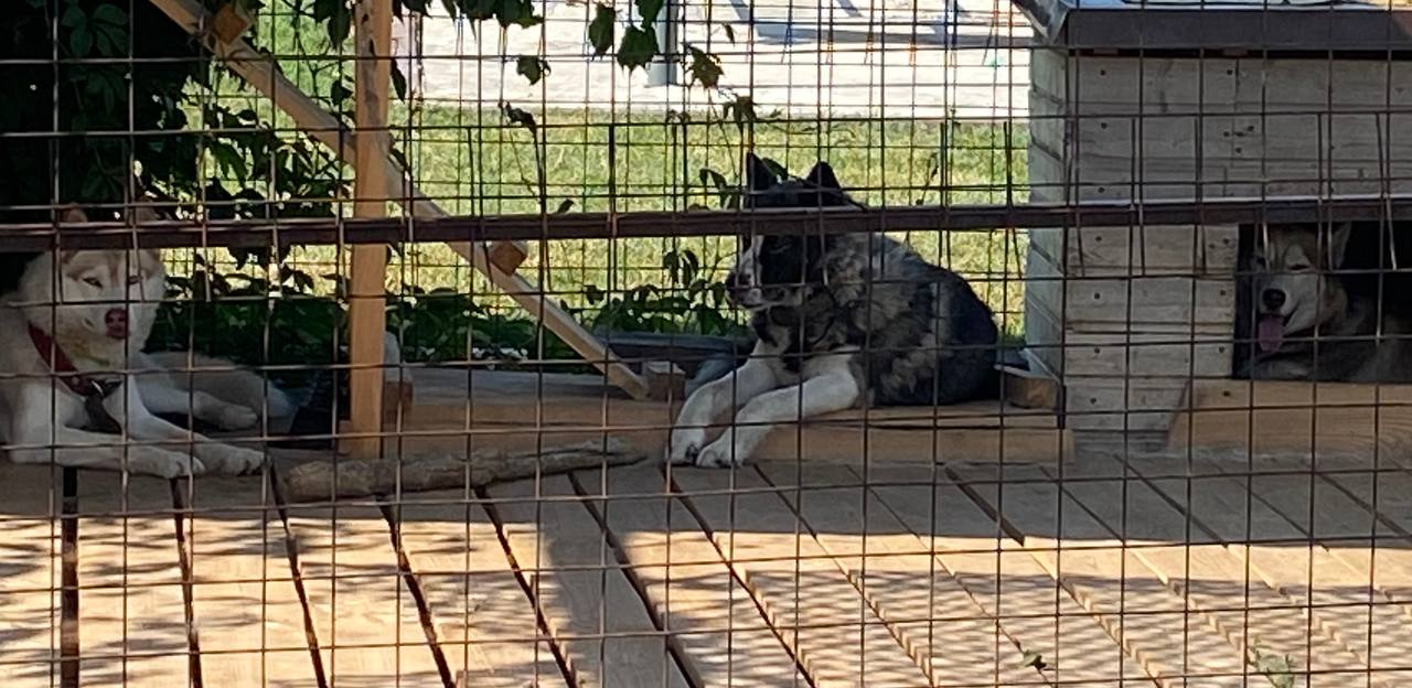 Собак на Орловщине скоро могут обязать содержать по правилам. Иначе владельцам выпишут штрафы.