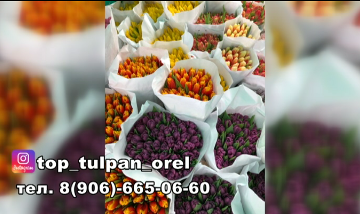 Top tulpan Orel ведет предзаказ на доставку и упаковку тюльпанов