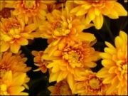 Сад и огород - Хризантемы