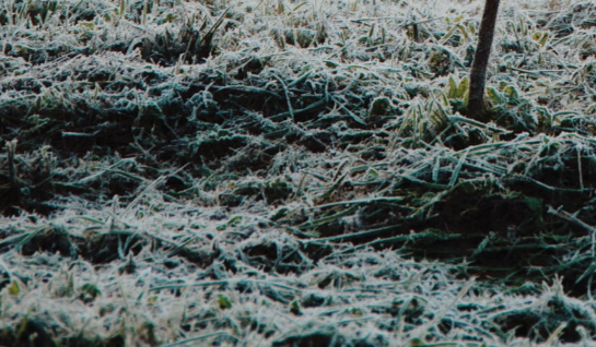 Синоптики предупредили орловчан о надвигающихся заморозках