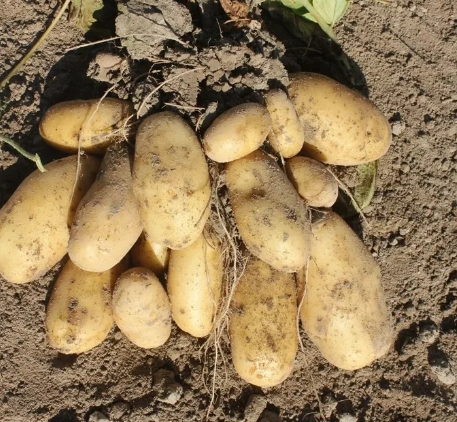 Сорт картофеля «Инноватор» признан одним из лучших в России.