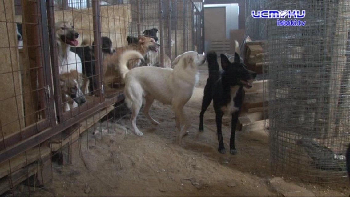 Лают и кусают: орловчане жалуются на бездомных собак, но проблему никто не решает