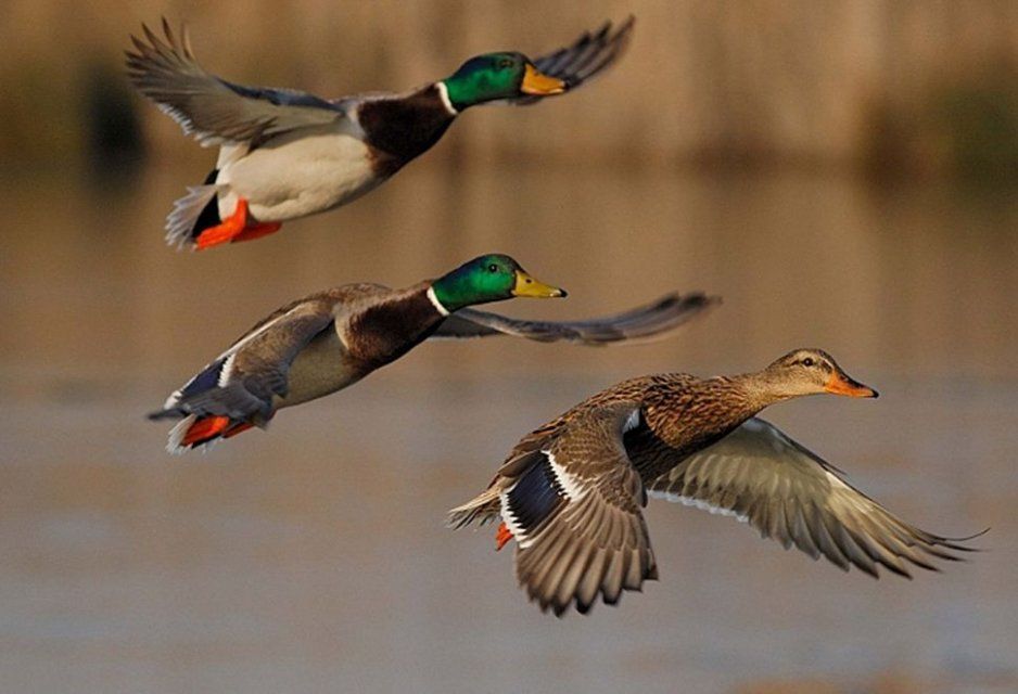 Из-за погоды на Орловщине изменили сроки весенней охоты на пернатую дичь