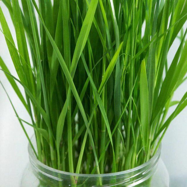 В Глазуновском районе полицейские изъяли у местного жителя коноплю и наркотическое средство растительного происхождения