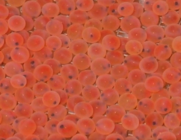 Путь икры от Италии до карантина, детский сад для радужной форели