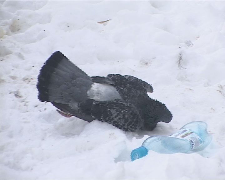 Дождь из голубей