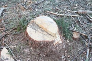 В «Орловском Полесье» здоровые деревья вырубают под видом сухостоя