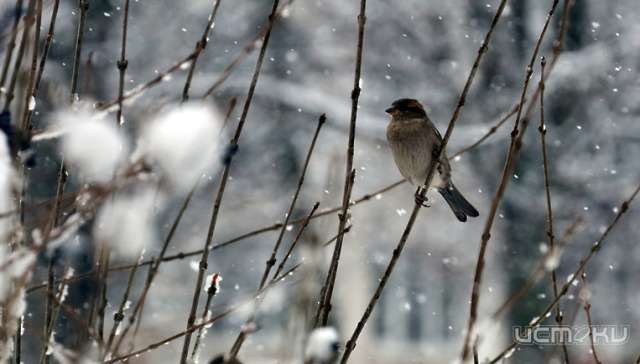 Дождь со снегом и +2 °C сегодня в Орле 