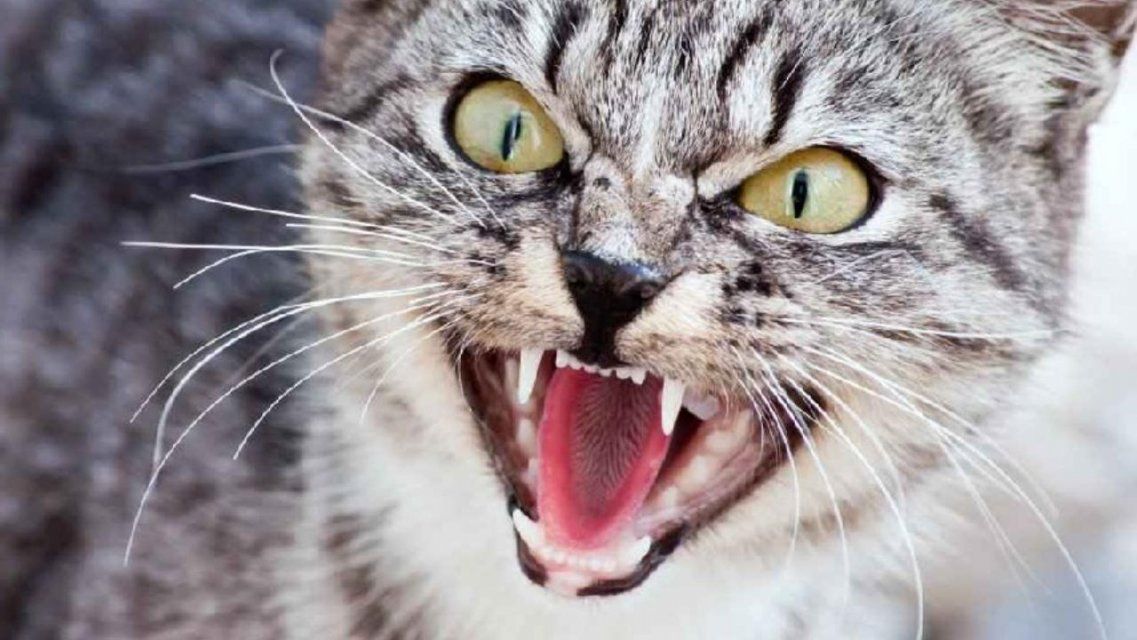 На жителя Орловщины набросился бешеный кот