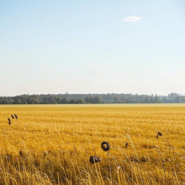 Какие сорняки считаются карантинными? Об этом в новом выпуске программы от Россельхознадзора