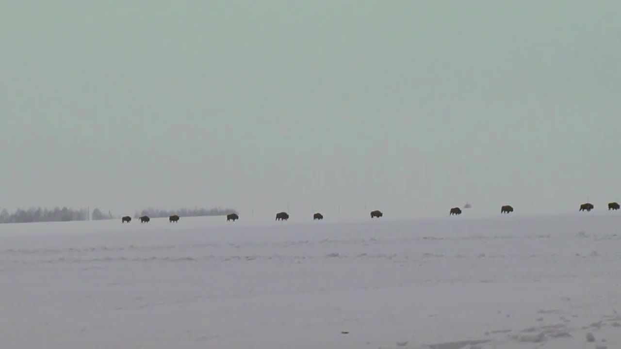 В Орловском полесье запечатлели караван зубров в снегу