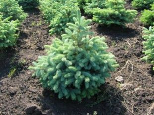 В Орле прошла акция "Сохраним энергию леса"